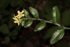 Lithospermum tuberosum