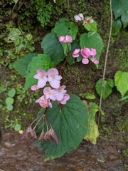 Begonia rubella