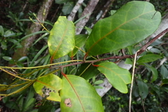 Agatea longipedicellata