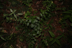 Lithospermum tuberosum