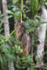 Agatea longipedicellata