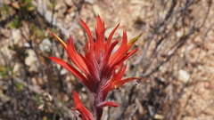 Castilleja miniata oblongifolia