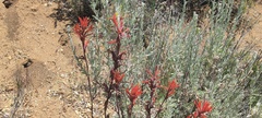 Castilleja miniata oblongifolia