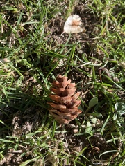 Picea