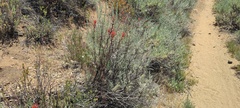 Castilleja miniata oblongifolia
