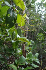 Agatea longipedicellata