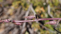 Castilleja miniata oblongifolia