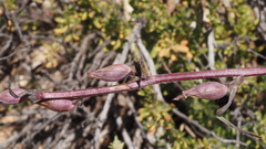 Castilleja miniata oblongifolia