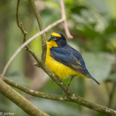 Euphonia hirundinacea