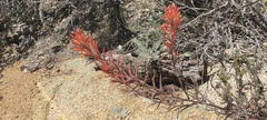 Castilleja miniata oblongifolia