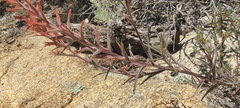 Castilleja miniata oblongifolia