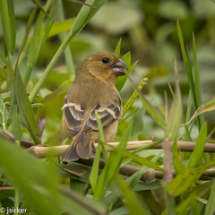 Sporophila morelleti