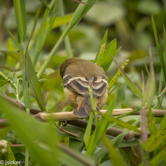 Sporophila morelleti