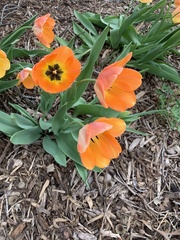 Tulipa