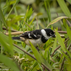 Sporophila morelleti