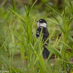Sporophila morelleti