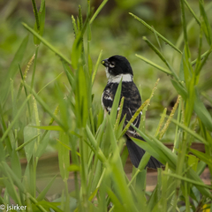 Sporophila morelleti