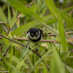 Sporophila morelleti