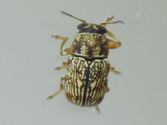 Pachybrachis brevicornis