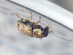 Pachybrachis brevicornis