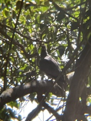 Patagioenas fasciata