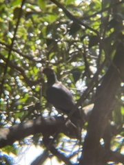 Patagioenas fasciata