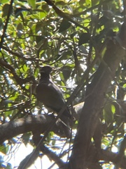 Patagioenas fasciata