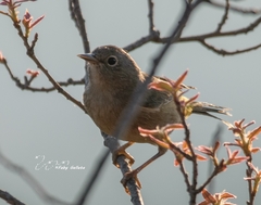 Leiothlypis crissalis