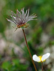 Geum pentapetalum
