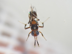 Homalotylus