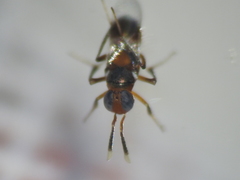 Homalotylus