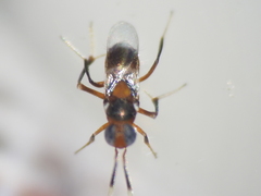 Homalotylus