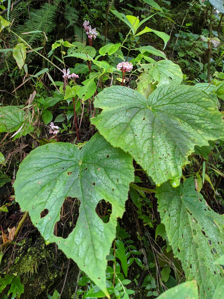 Begonia flagellaris
