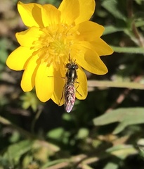 Platycheirus trichopus