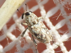 Cylindrocopturus nanulus