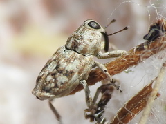 Cylindrocopturus nanulus
