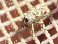 Cylindrocopturus nanulus