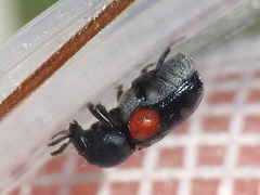 Saxinis saucia