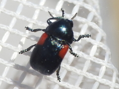 Saxinis saucia