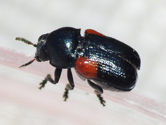 Saxinis saucia