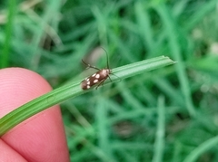 Eretmocera impactella
