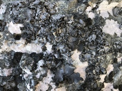 Dermatocarpon muhlenbergii