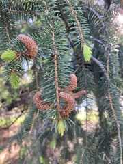 Picea