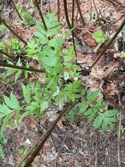 Hydrophyllum fendleri