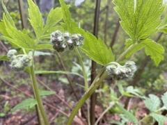 Hydrophyllum fendleri