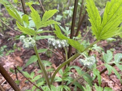 Hydrophyllum fendleri