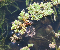 Azolla filiculoides
