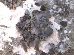 Dermatocarpon muhlenbergii