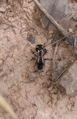 Traumatomutilla parallela