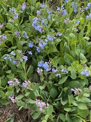 Mertensia virginica